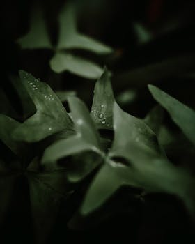 Detailed view of green leaves with rain droplets, creating a fresh and natural look.