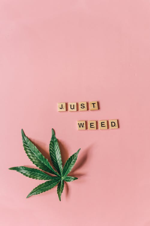 Marijuana Leaf and Scrabble Tiles on Pink Surface