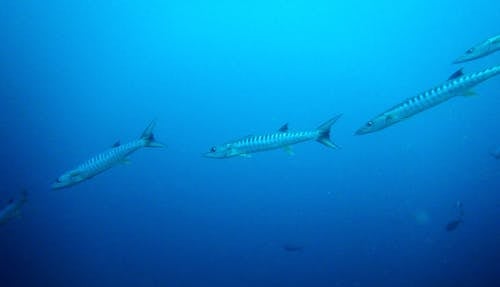 Free stock photo of animals, barracuda, sea