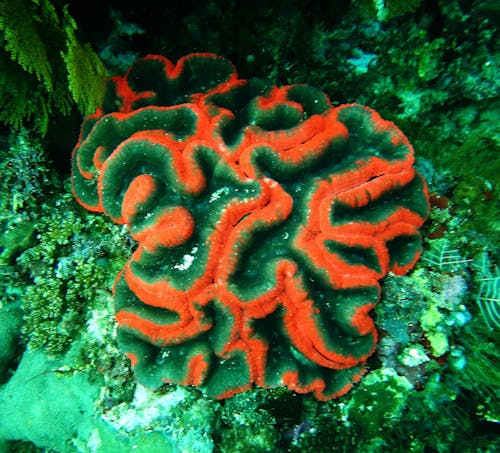 Бесплатное стоковое фото с коралл, море