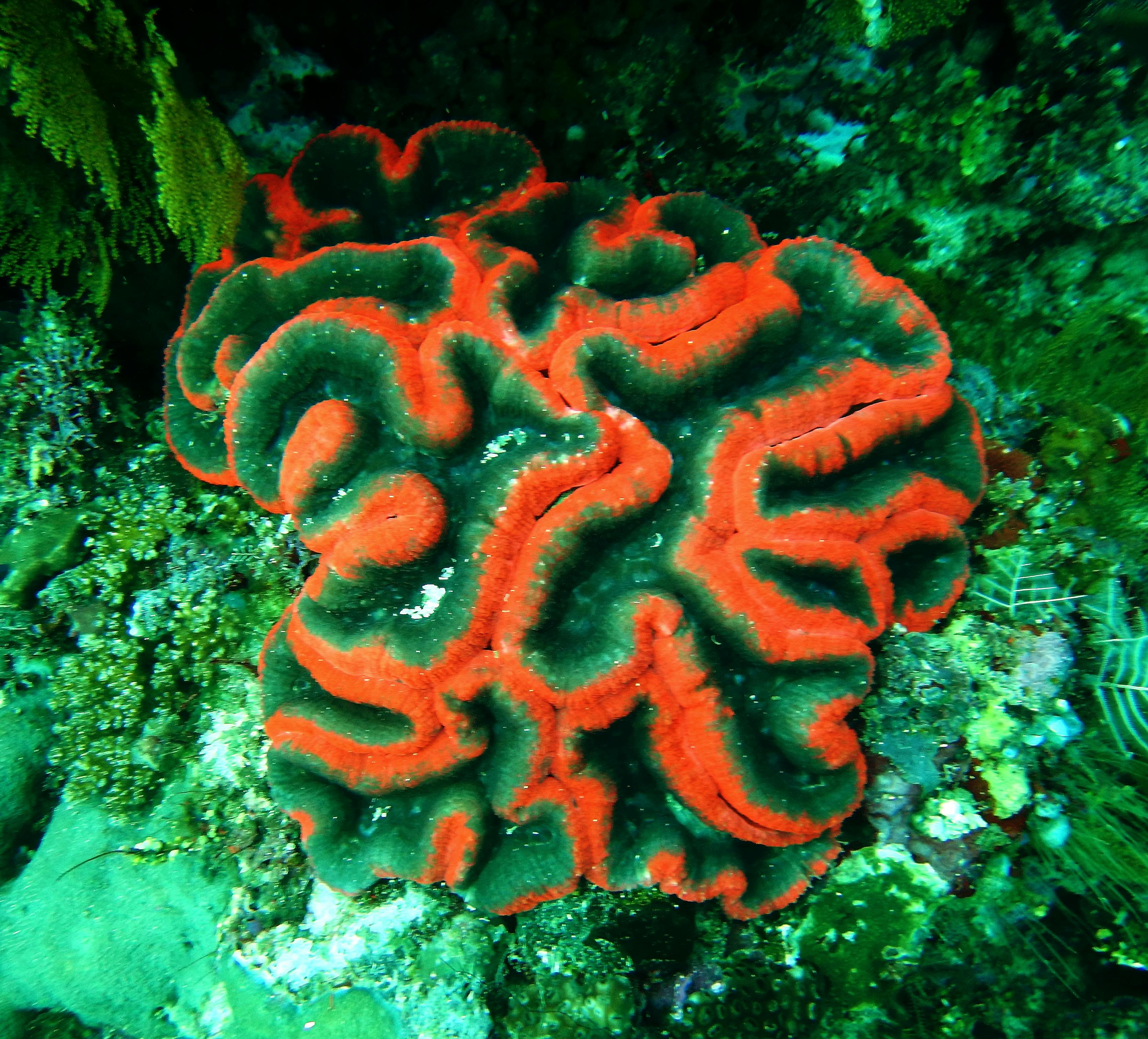 Free stock photo of coral sea Free stock photo of coral sea
