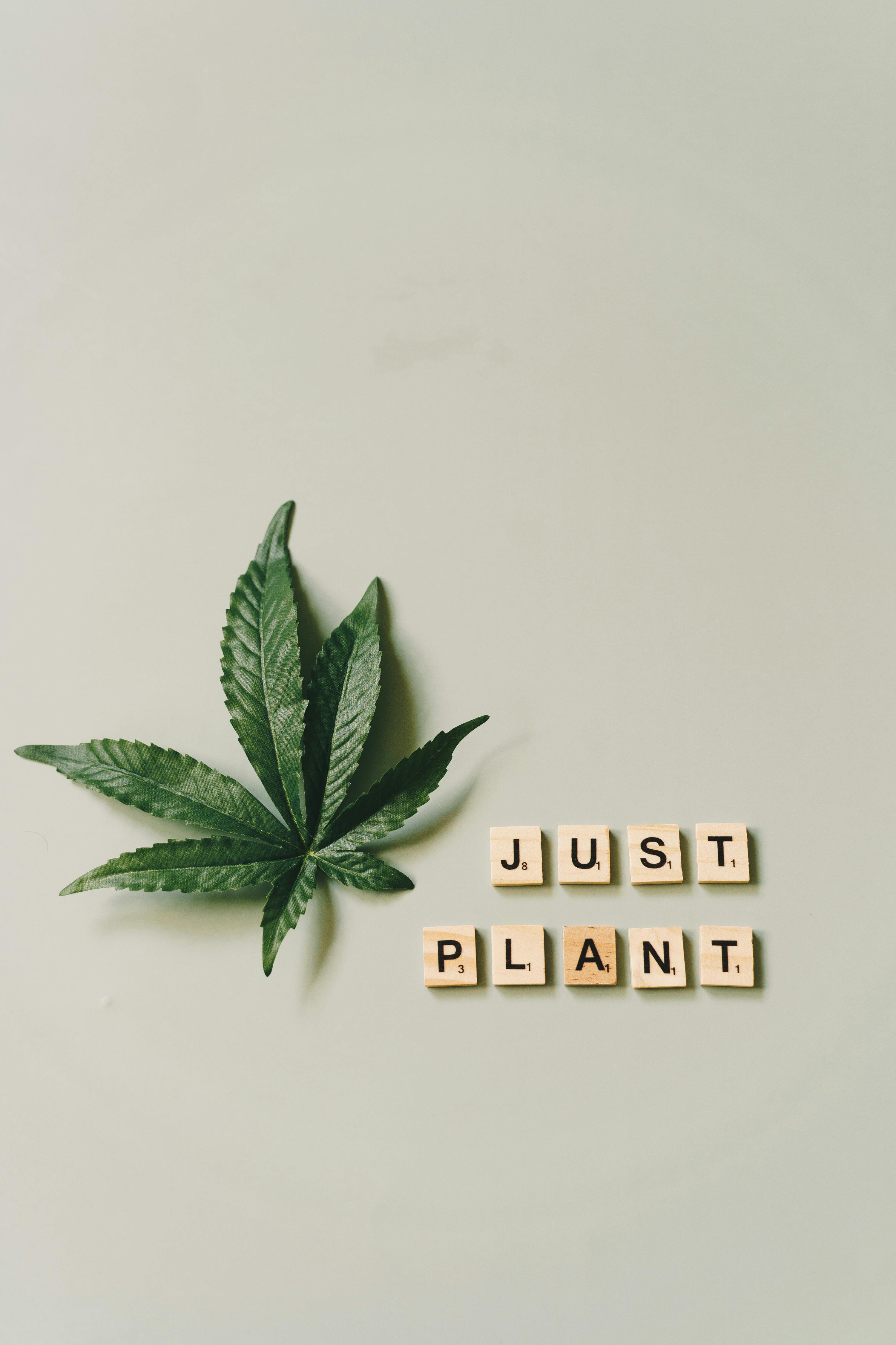 Cannabis Leaves, bong, dagga, hash, hashish, iCreate, joint, marijuana,  maryjane, HD phone wallpaper | Peakpx