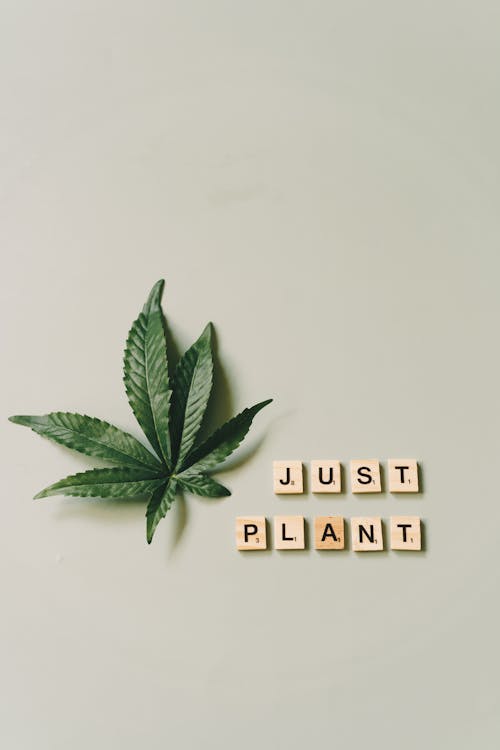 Close-Up of Scrabble Tiles beside a Marijuana Leaf