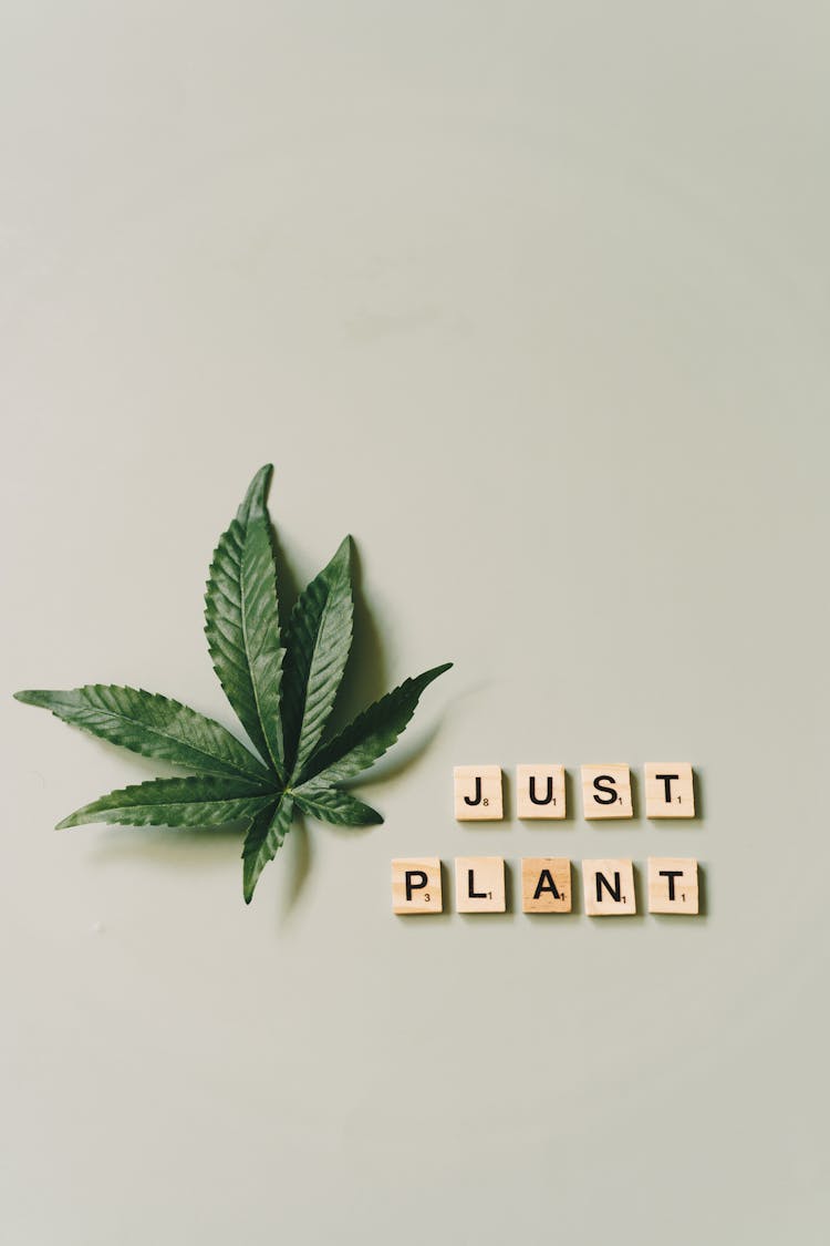 Close-Up Of Scrabble Tiles Beside A Marijuana Leaf