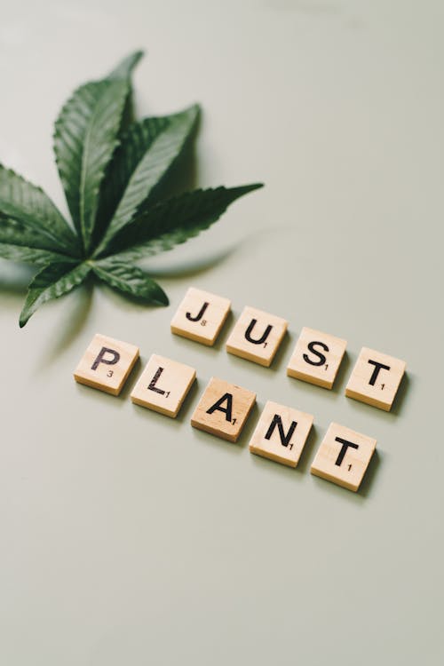 Cannabis Leaf and Scrabble Letters Saying Just Plant 