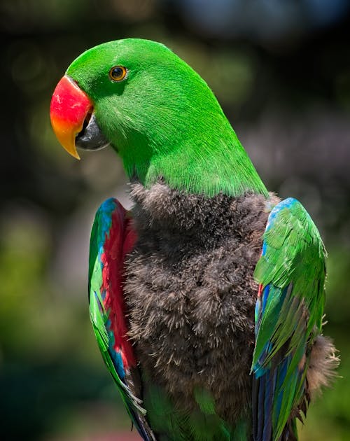 Gratis stockfoto met eclectische papegaai, papegaai