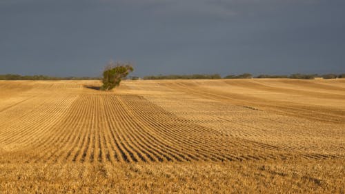 Gratis stockfoto met landbouw, landschap, tarwe