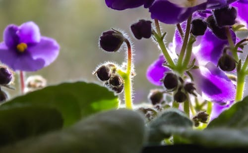 Close-Up Shot of Purple Flowers in Bloom