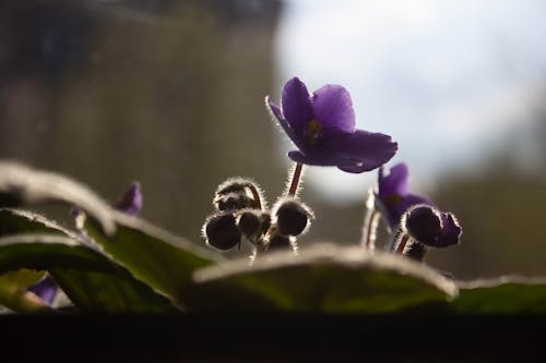 Imagine de stoc gratuită din boboc de floare, floare de violete, floare frumoasa