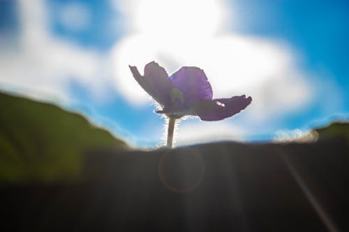 Imagine de stoc gratuită din boboc de floare, floare de violete, floare și soare