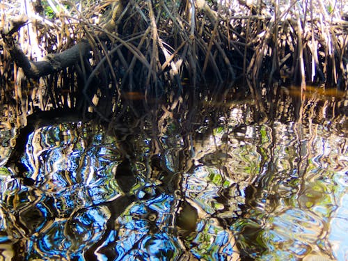 Darmowe zdjęcie z galerii z czerwony mangrowe, fl, park stanowy seminole