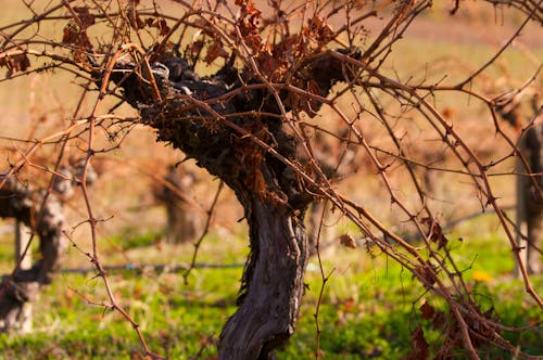 Безкоштовне стокове фото на тему «ca, подорож, старі виноградні лози ченін»