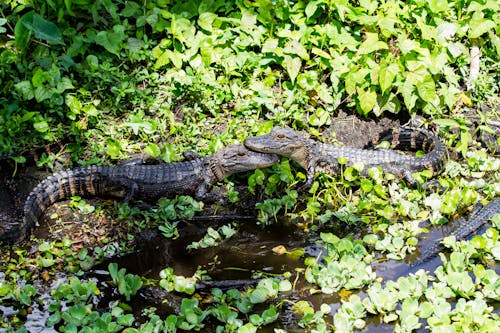 Бесплатное стоковое фото с крокодилов, национальный парк эверглейдс, путешествовать