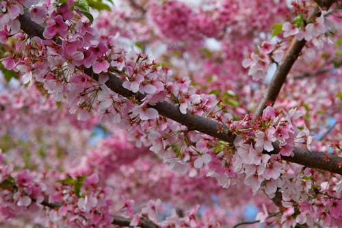 Free Close-Up Shot of Cherry Blossoms in Bloom Stock Photo