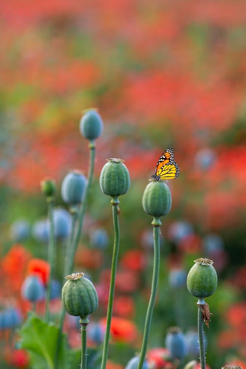 Close-Up Shot of a Monarch Butterfly Perched on a Flower Bud