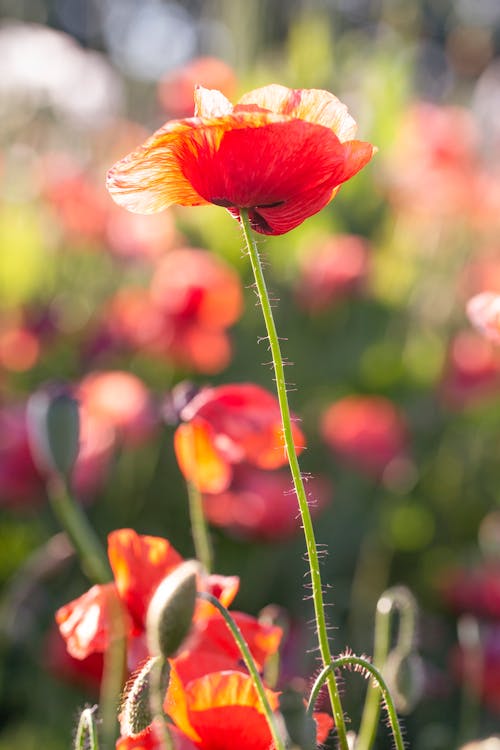 Free Red Poppy in Bloom Stock Photo