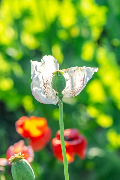 White Flower in Close Up Photography