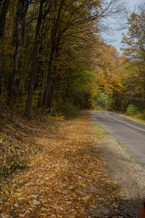Gray Asphalt Road Between Autumn Trees