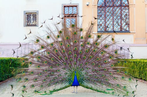A Dancing Peacock