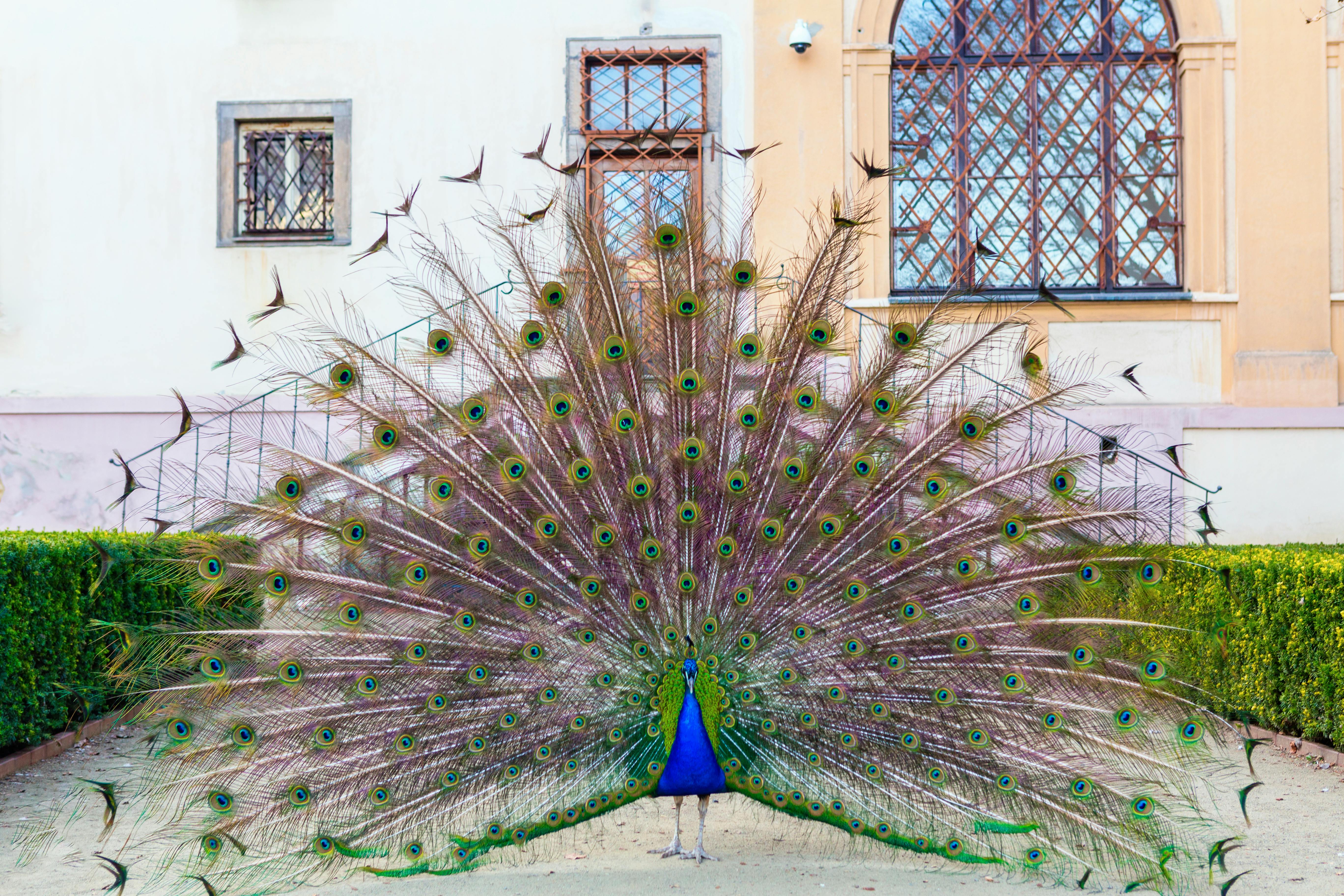 images of peacock dancing