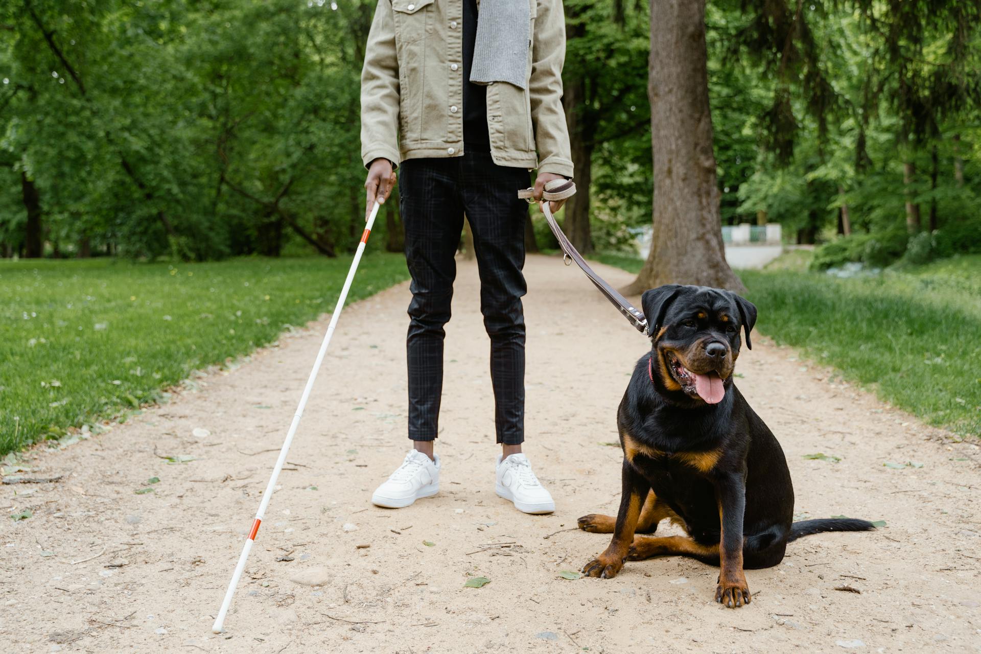 En blind man står i en park med en ledarhund