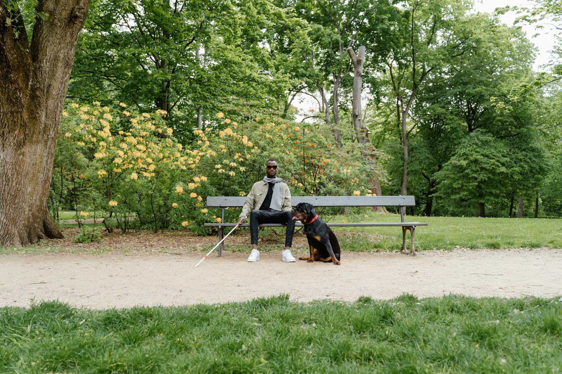 Blind Man with His Guide Dog Sitting on a Bench in a Park