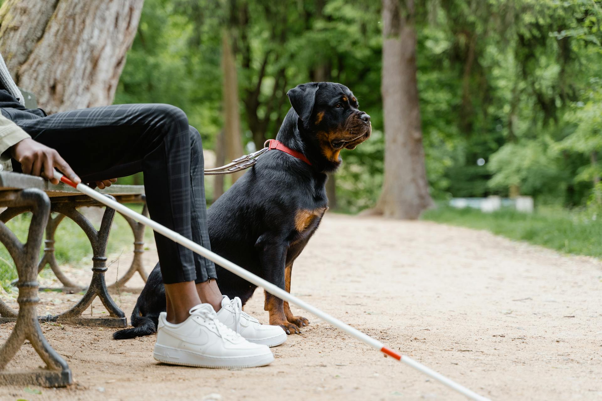 En svartbrun rottweiler som sitter bredvid personen som sitter på bänken