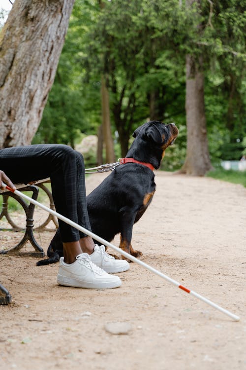 首輪をつけたロットワイラー犬