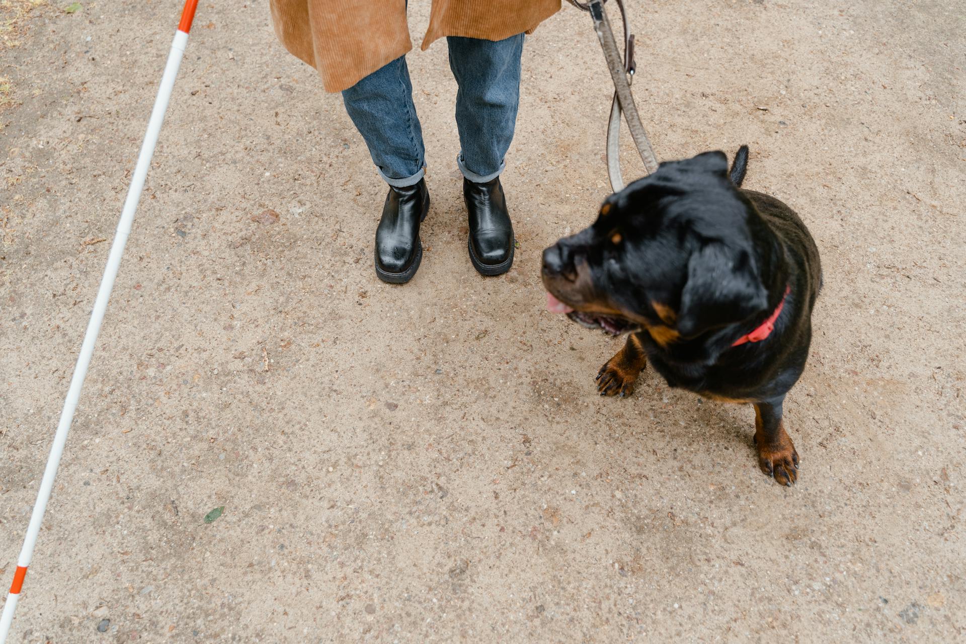 Person Standing Beside the Black Short Coated Dog