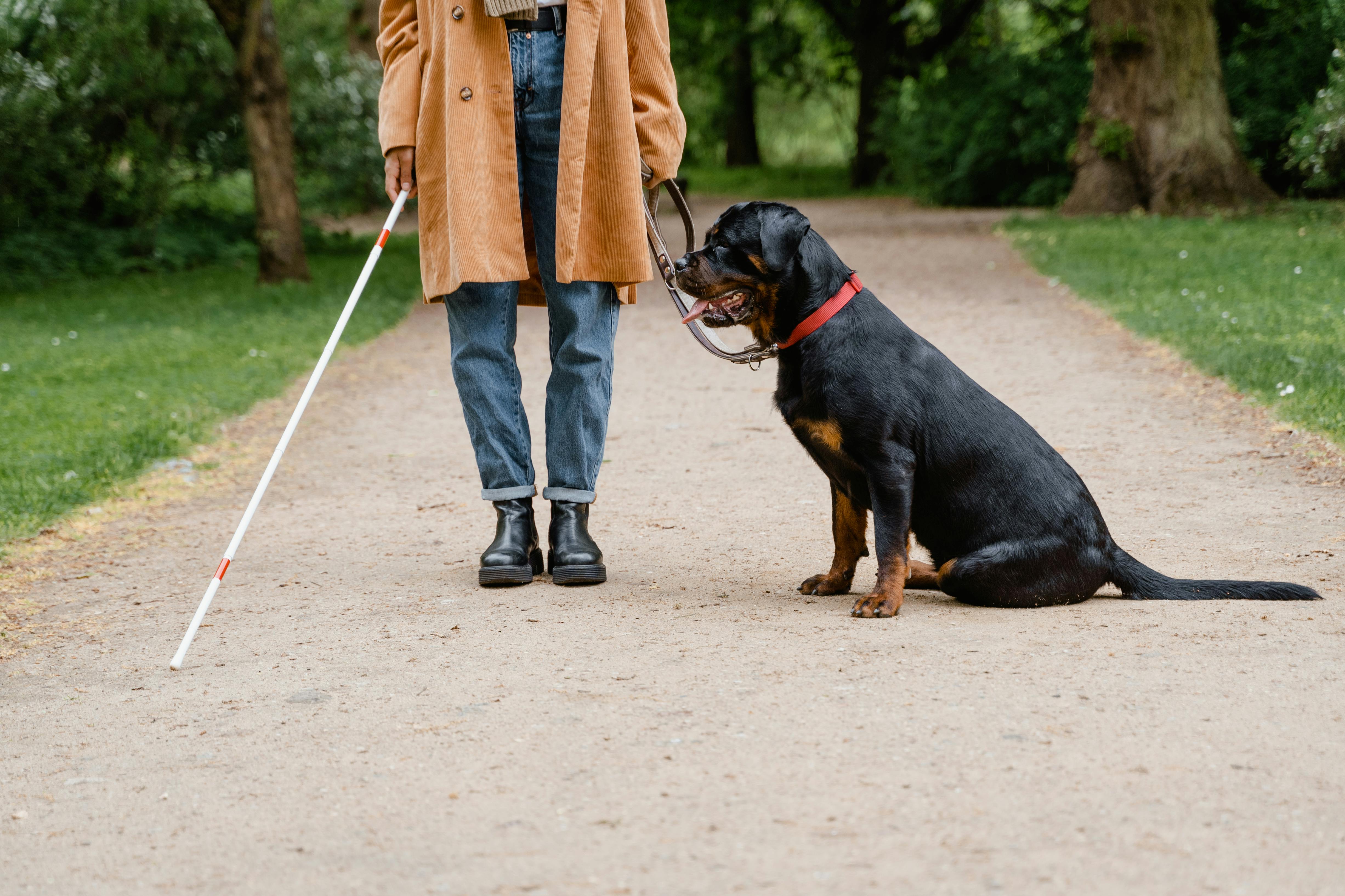 Woman with a White Cane and a Guide Dog Standing in the Park · Free Stock Photo