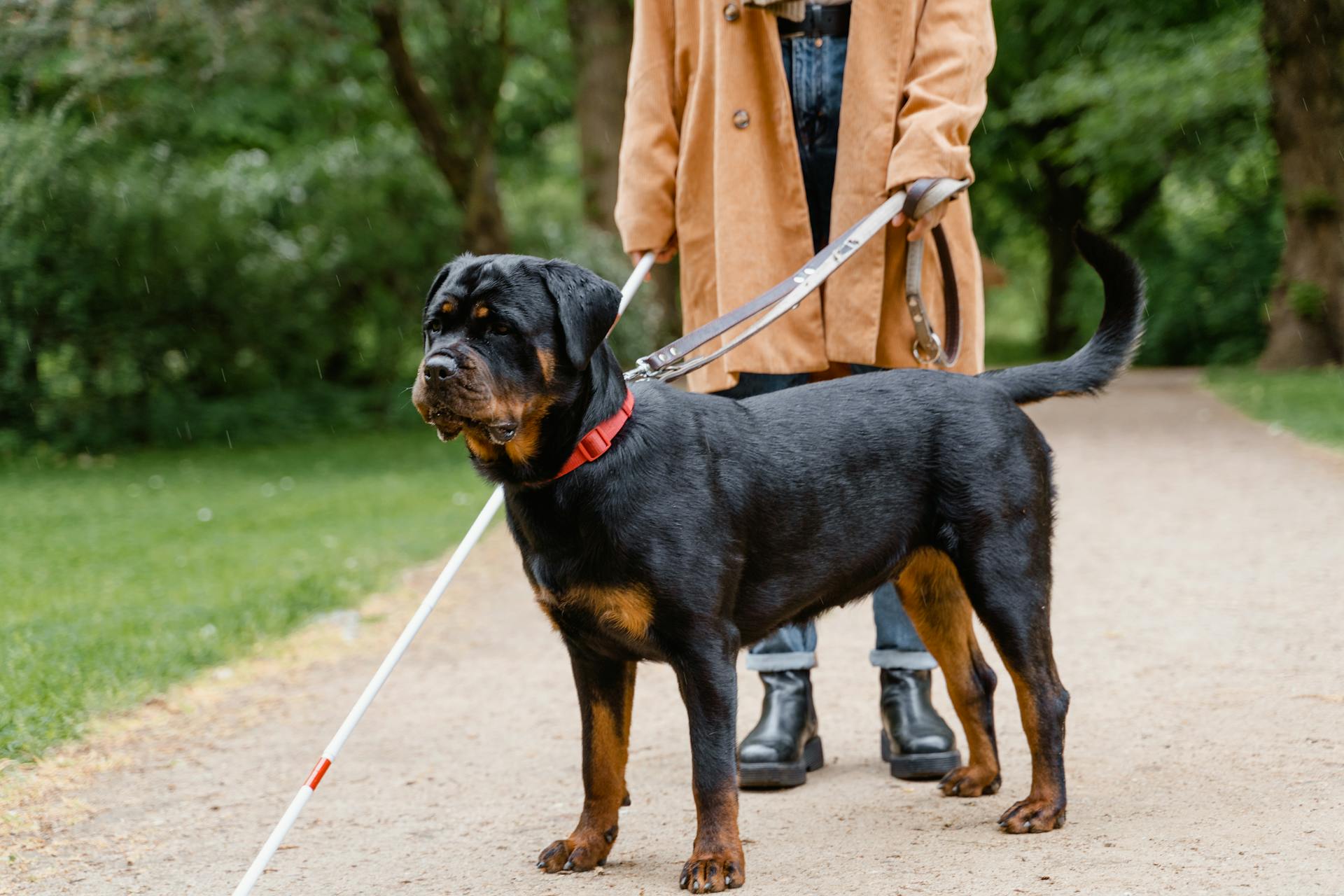 A Blind Person with a Dog