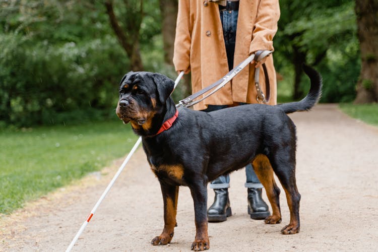 A Blind Person With A Dog 