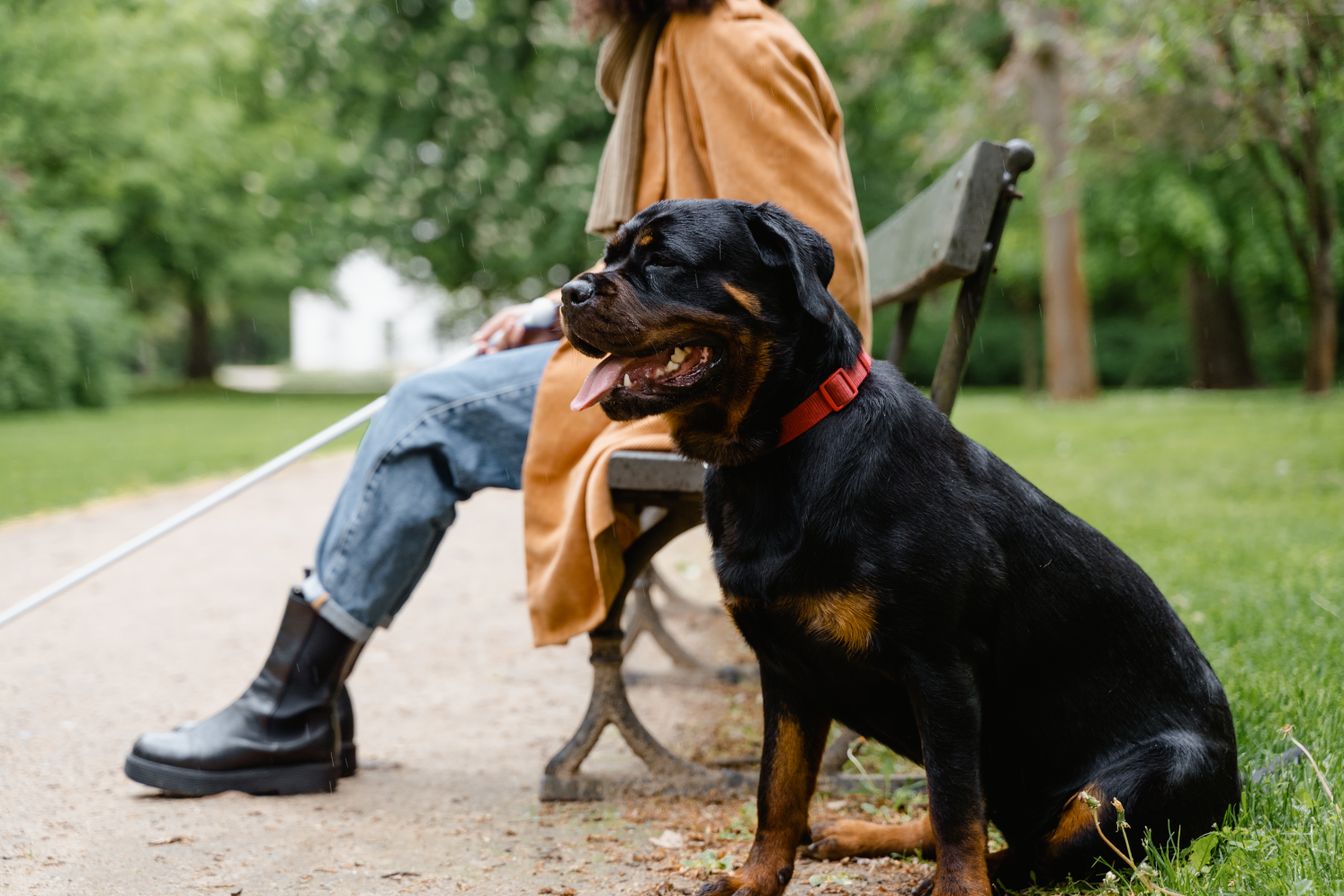 Rottweilers Bite: Liability, Safety, and Prevention Measures