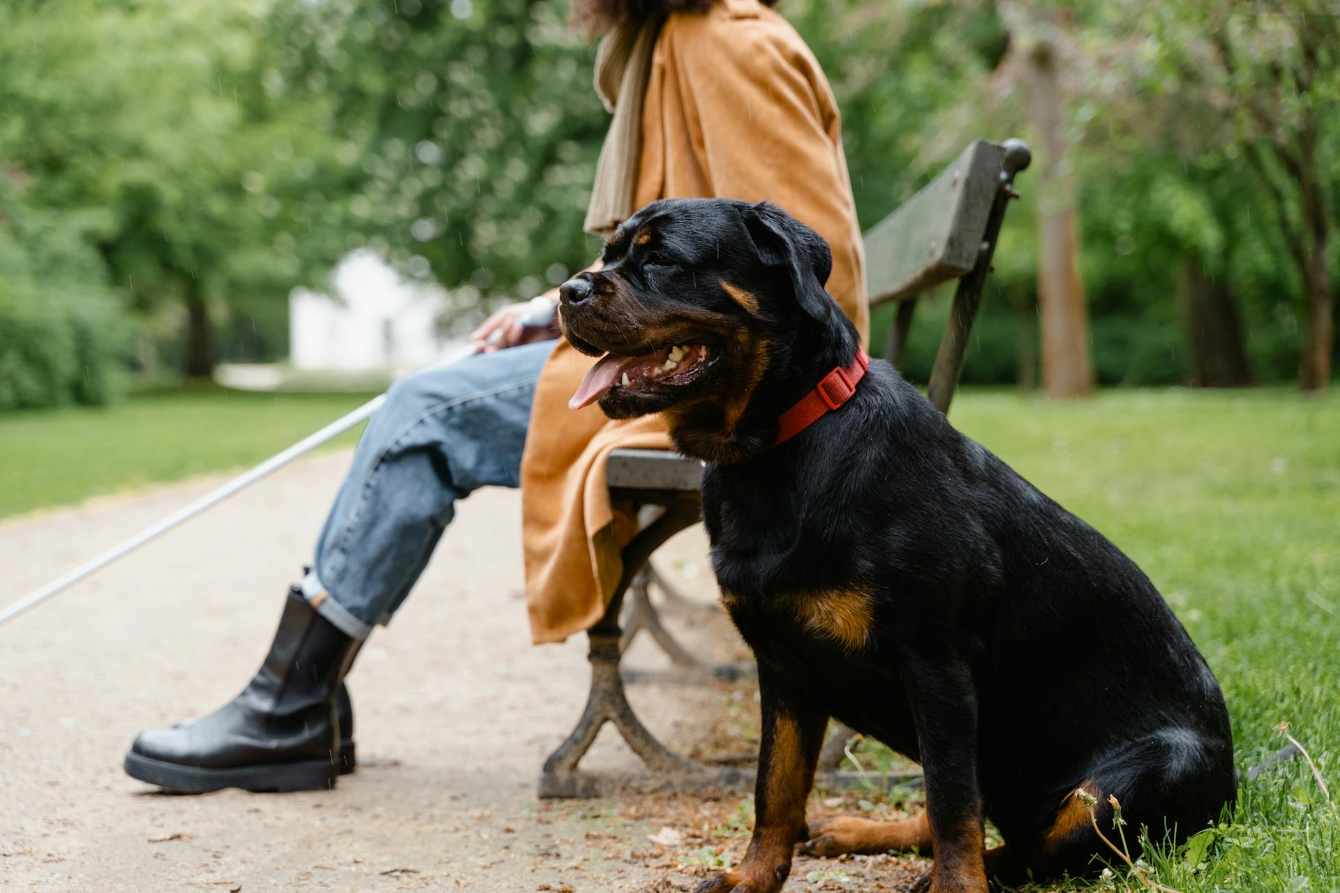 Zwarte en bruine rottweiler