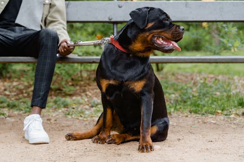 Foto profissional grátis de animais de estimação, animal de companhia, assento