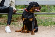Black and Tan Rottweiler Puppy on Brown Wooden Fence