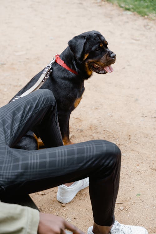 Foto profissional grátis de animal de estimação, animal doméstico, cachorro