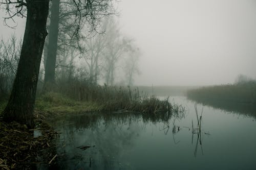 Free stock photo of fog, nature
