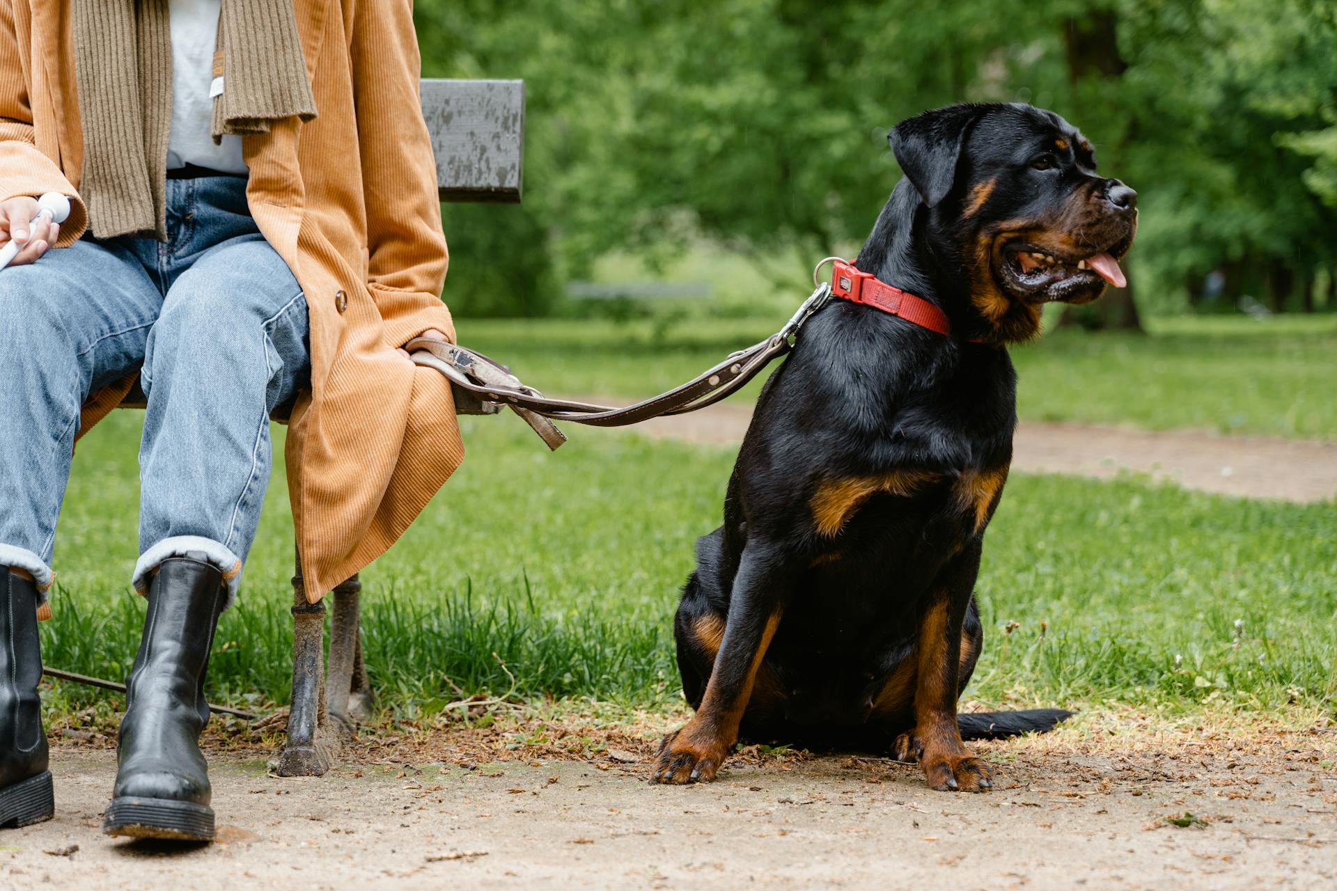 En hund som sitter på marken