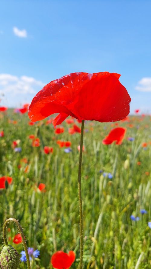 Free Close-up of a red poppy in a summer meadow under a clear blue sky. Stock Photo
