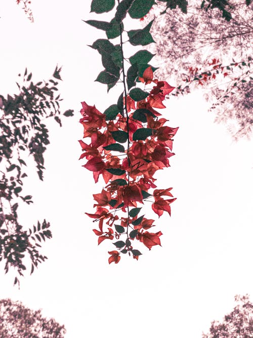 Red Bougainvillea Flowers in Low-Angle Photography