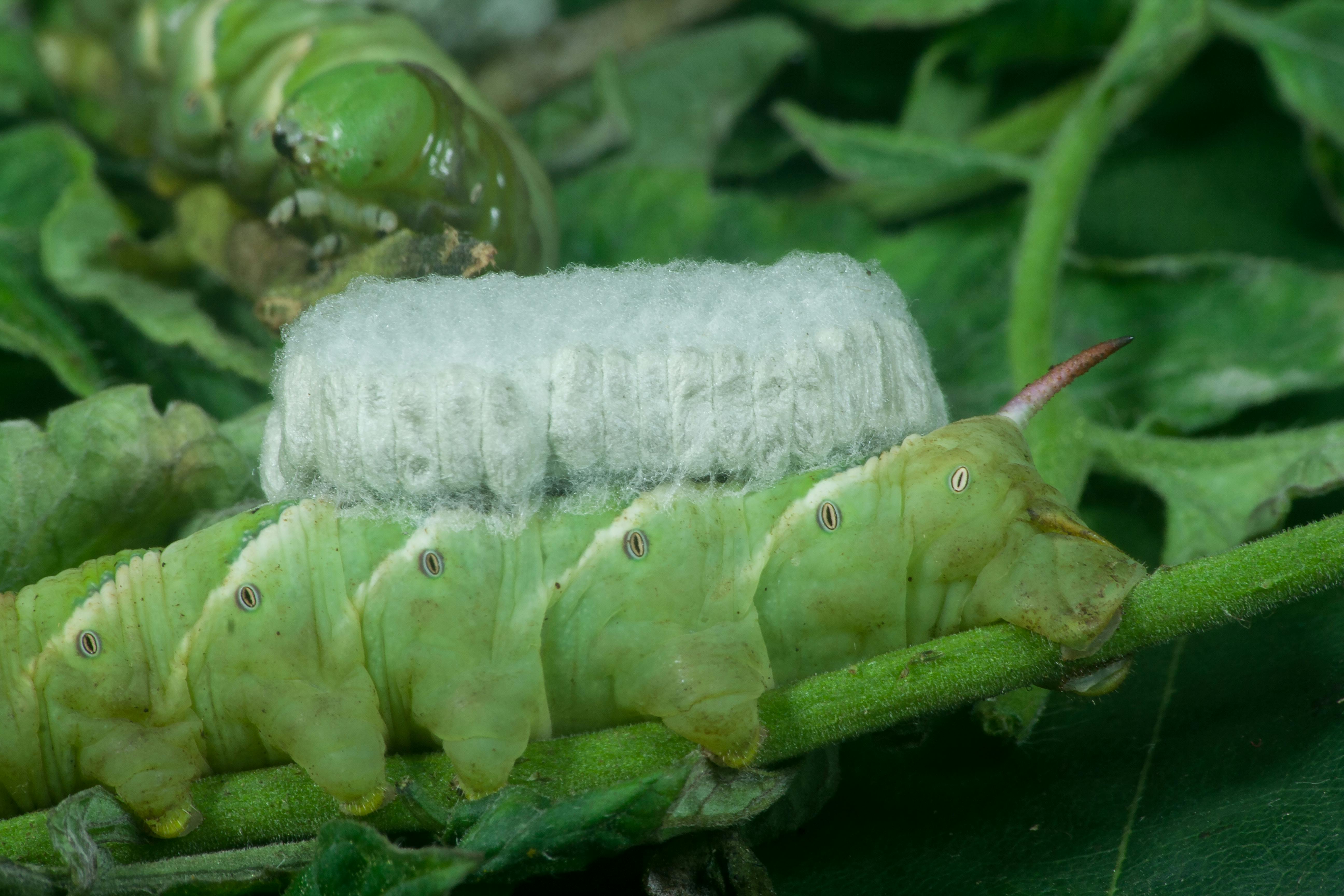 Free stock photo of hornworm, infected hornworm, insect