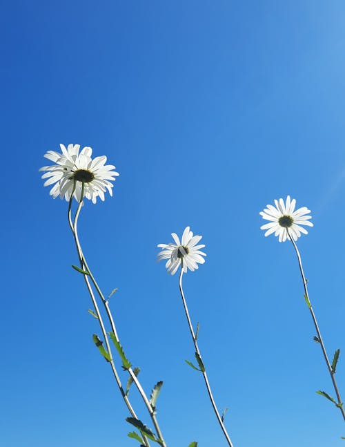 White Daisy Flowers in Low Angle Photography