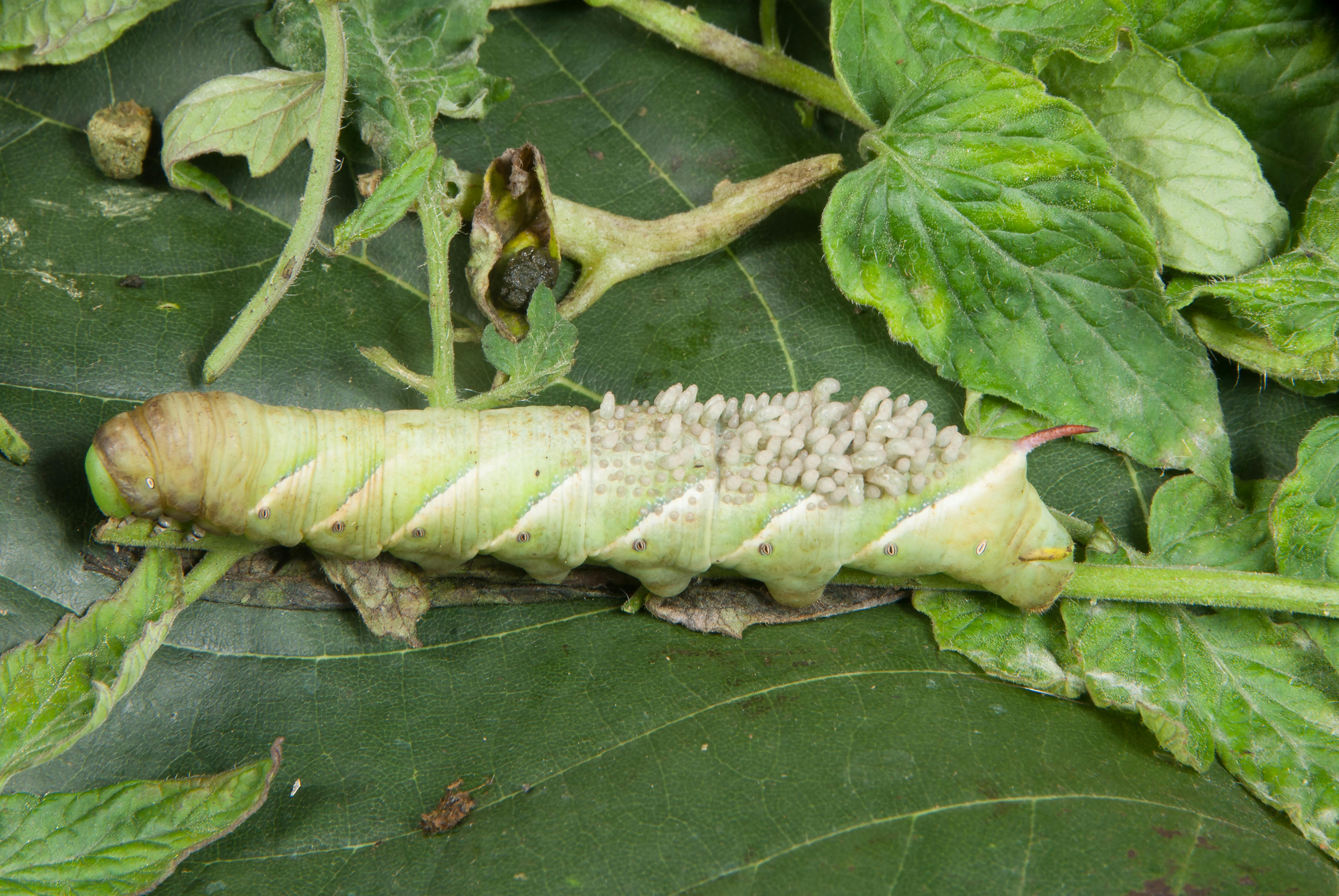 Free stock photo of hornworm, insect, larvae