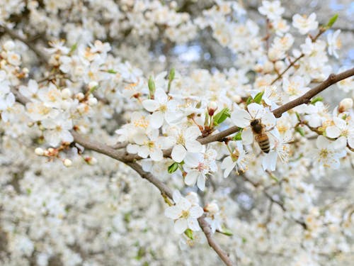 Ảnh lưu trữ miễn phí về cây ăn quả, con ong, mùa xuân