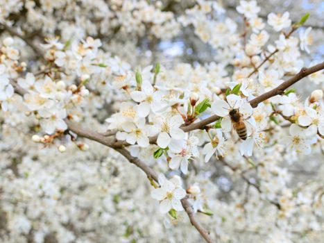 Close up of a Bee on White Fruit Tree Flowers 