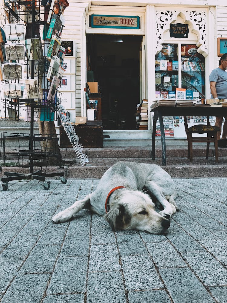 Dog Lying On Ground In Front Of Bookstore Entrance