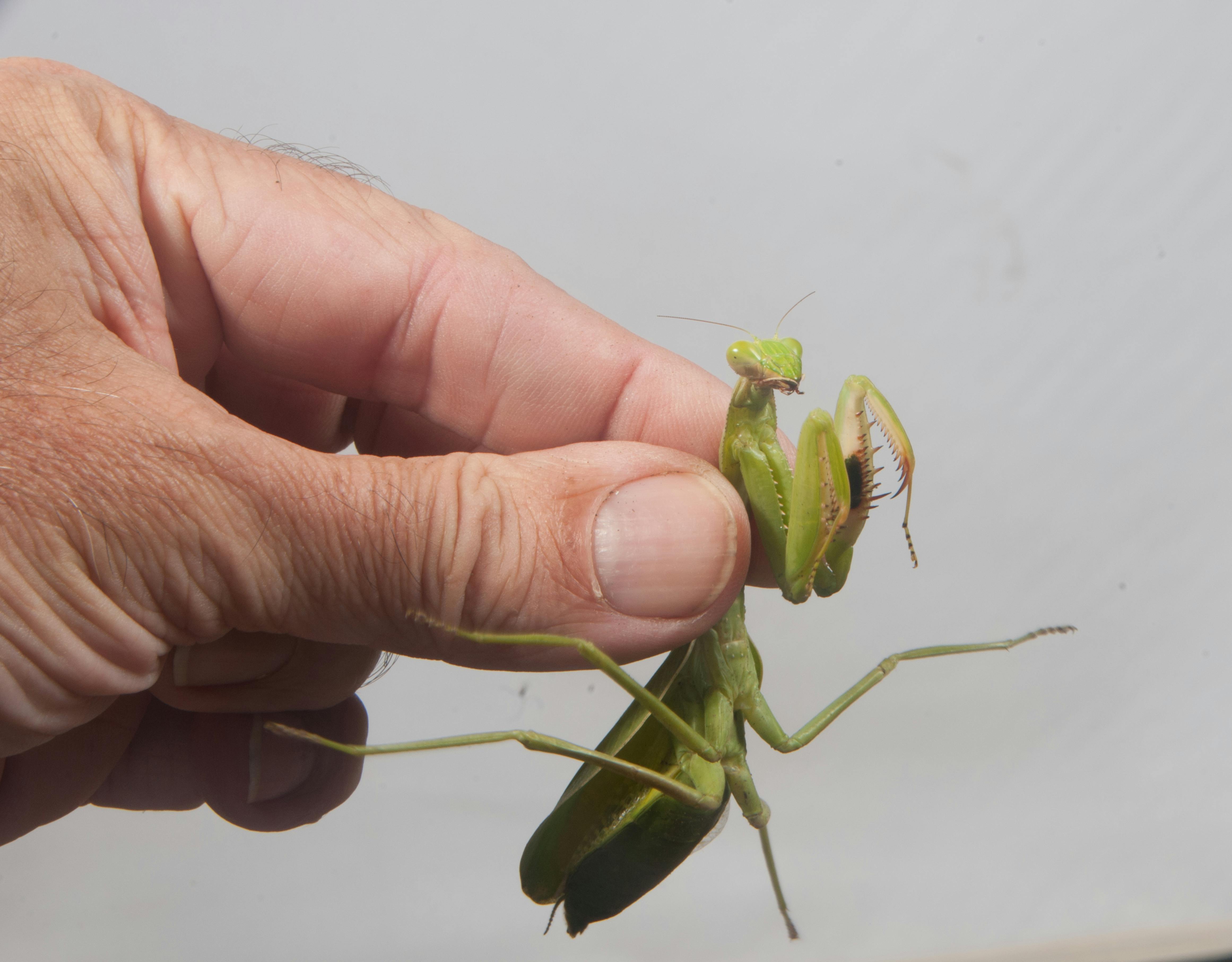 カマキリ 捕食者 昆虫の無料の写真素材