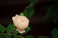 Peony and rose arrangement - Photo by Vlad Ioan