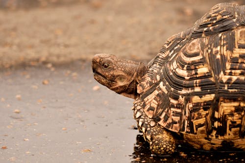 Bruine Schildpad Op Nat Oppervlak